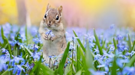 Chipmunk - cu falcute, blue, spring, flower, chipmunk, veverita, green, field, squirrel