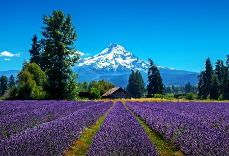 Lavender Valley - valley, farm, building, mountain, trees, field, oregon, mt hood, snow, flowers, lavender