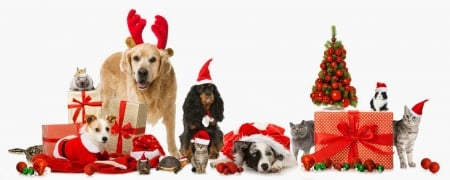 Merry Christmas! - craciun, cat, funny, pet, pisica, deco, christmas, caine, white, dog, red, card, animal, tree, cute