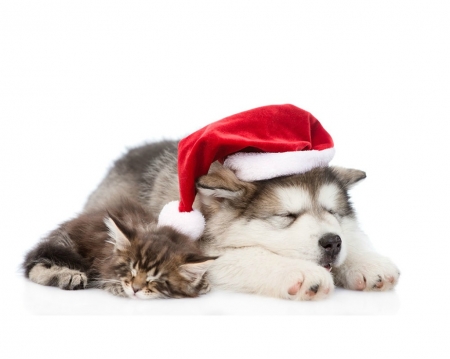 Waiting for Santa - red, animal, cute, caine, cat, craciun, christmas, sleep, white, pisica, kitten, hat, santa, paw, couple, dog