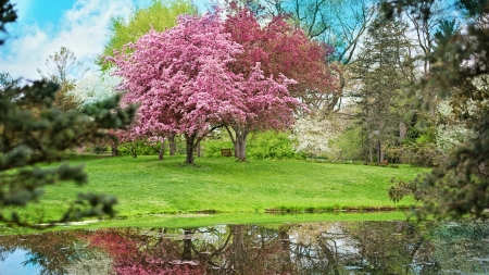 Spring - flower, pink, spring, blossom, tree, park, green