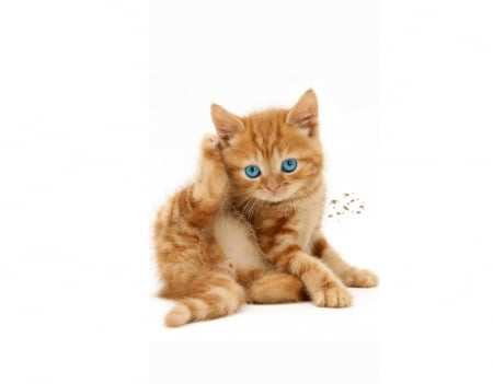 Kitten - ginger, orange, cat, pisica, white, animal, kitten, cute, blue eyes