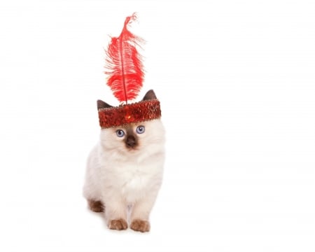 Fency kitten - feather, cat, fency, retro, pisica, white, animal, kitten, vintage