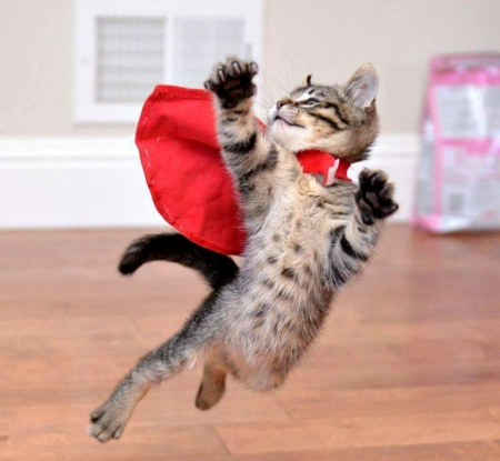 SuperKitten - paw, cat, funny, super, pisica, kitten, red, animal, cute