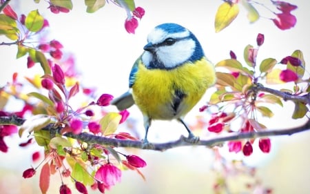 Blue Tit - branch, yellow, blossom, blue tit, spring, flower, pink, pitigoi, pasare