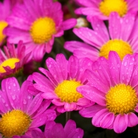 Wet yellow/pink flowers