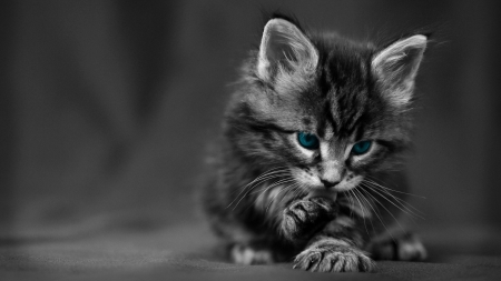 Cute Kitten - cat, blue, eyes, animal, kitten