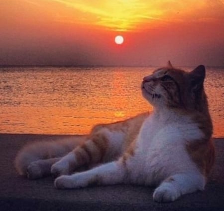 Joy of Life - cool, animals, cats, photography, sunsets