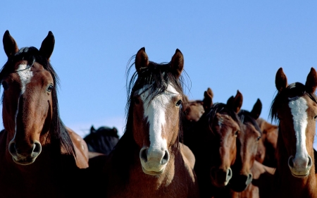 horses - horse, head, animal, equine