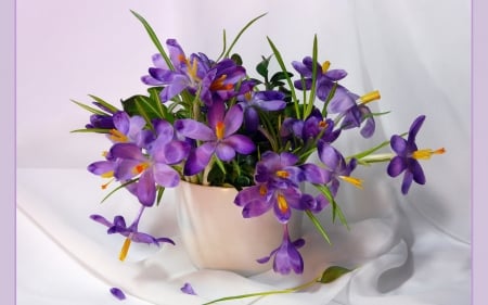 Crocuses Still Life - flowers, still life, purple, crocuses