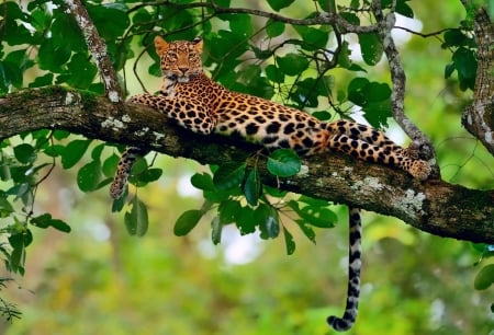 big cat in a tree