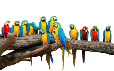 parrots - fun, cool, parrots, animals, birds