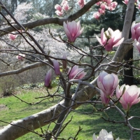 Magnolia