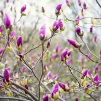 Magnolia Buds