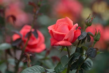 Roses - flowers, garden, pink, rose