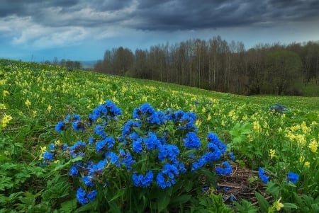 Beautiful wild flowers - flower, nature, tree, wild