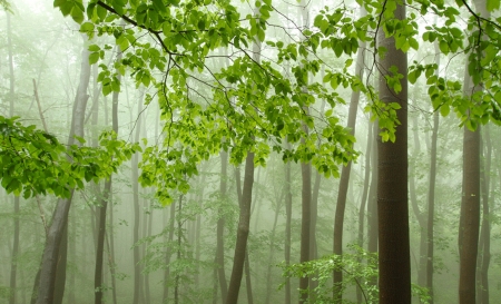 Mist - forest, nature, tree, mist