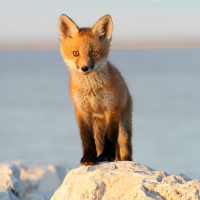 Baby Red Fox