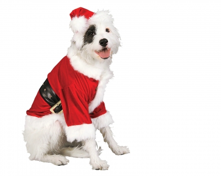 Merry Christmas! - red, animal, cute, caine, craciun, christmas, white, hat, santa, dog