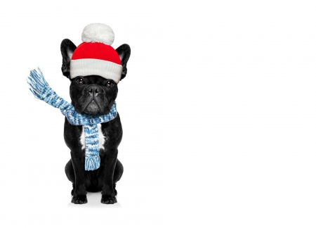 Merry Christmas! - craciun, winter, scarf, funny, black, christmas, caine, santa, dog, red, blue, animal, card