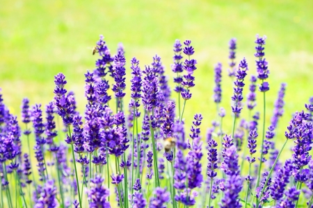 Lavender - flowers, lavender, purple, Spring, green