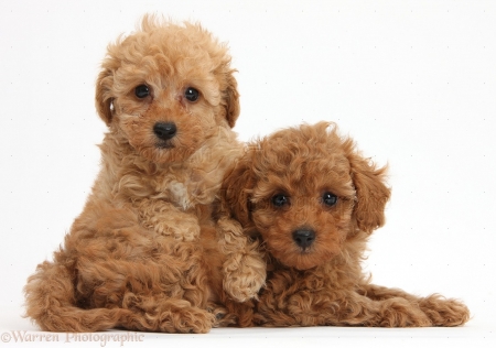 toy poodles