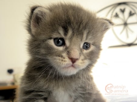 what a sweetheart - house, gray, cats, kitten