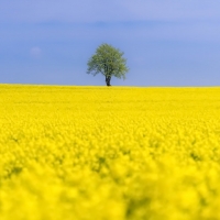 Yellow Rapeseed Field in Summer