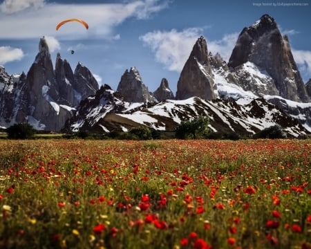 Poppies Field in  Switzerland