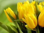 Yellow Tulips