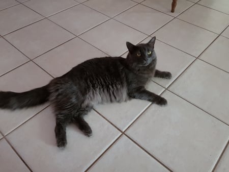 Smokie - adorable, fluffy, blue, loving