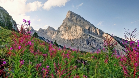 Mountain View - nature, sky, mountain, flower