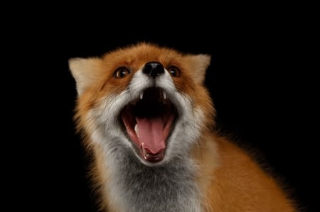 LOL - vulpe, fox, orange, laugh, black, animal, funny, red, tongue