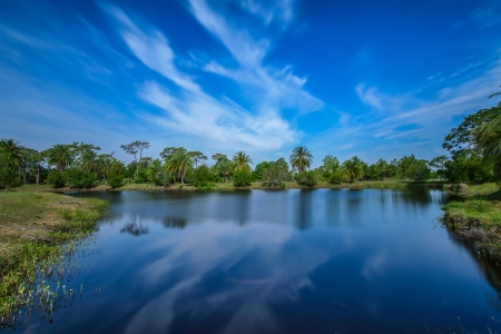 Wickham Park - clouds, trees, palms, water, Wickham, pond, Wickham Park, Florida, Melbourne Florida, Melbourne, sky, park