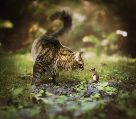 Hello, friend! - squirrel, couple, cat, pisica, forest, maine coon, animal, cute, chipmunk