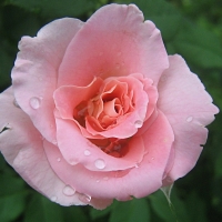 Pink Rose