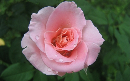 Pink Rose - nature, macro, pink, petals, flowers, rose