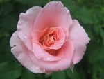 Pink Rose