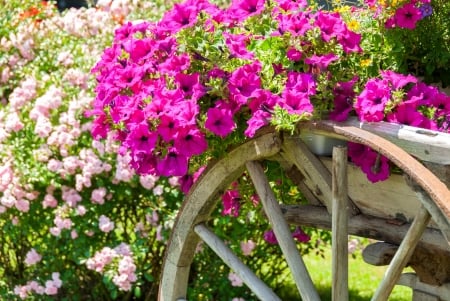 Petunia flower - pretty, petunia, summer, cart, beautiful, spring, lovely, flowers, garden