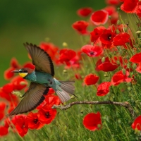 A bird in poppy field