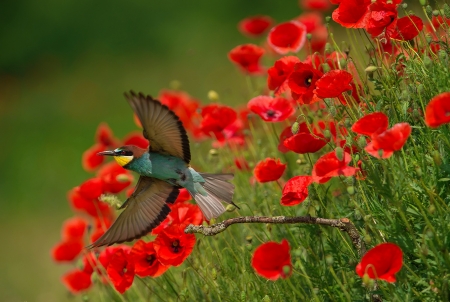 A bird in poppy field - bird, poppies, summer, beautiful, glowers, grass, photo, flight, wings, field