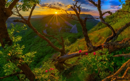 The Crimean mountains - trees, hills, summer, beautiful, Crimea, Russia, sunrise, lovely, valley, mountain, wildflowers, glow, sunset, rays, view, sun