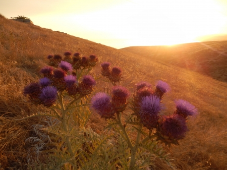 summer flowers - flowers, landscape, sunset, summer