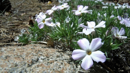 Mountain Forest Wildflowers - Forest, Rocks, Woodlands, Flowers