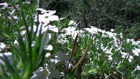 Mountain Forest Wildflowers II - woodlands, flowers, forest, alpine