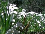 Mountain Forest Wildflowers II