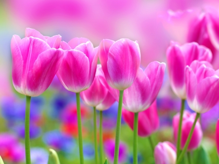 pink flower garden