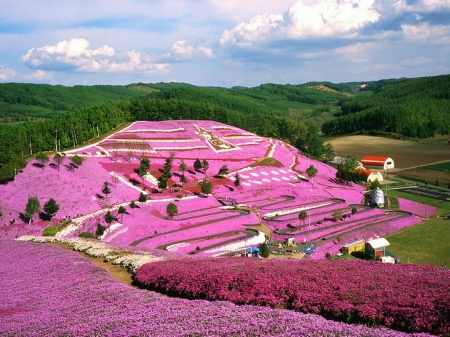 everything pink - nature, walk, pink, man, made, through, flowers