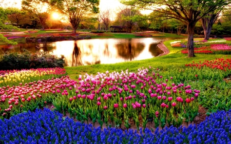 colorful flowers - flowers, colorful, water, nature