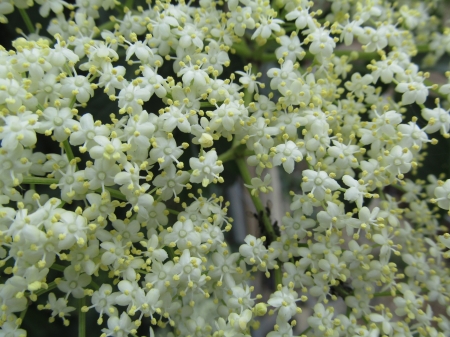 White Splendor - Gardens, Shrubs, Flowers, Plants, Floral